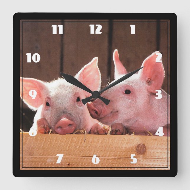 Cute Pink Piglets Animal Photograph Square Wall Clock (Front)