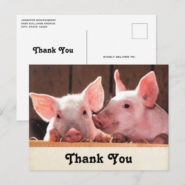 Cute Pink Piglets Animal Photograph Thank You Postcard (Front/Back)