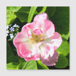 Cute pink tulip