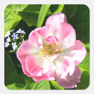 Cute pink tulip square sticker
