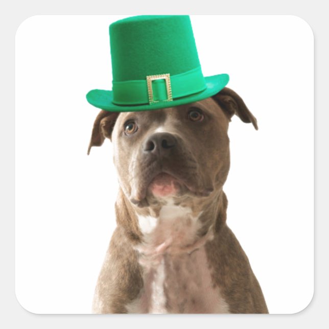 Cute Pit Bull Dog Hat St. Patrick's Day Square Sticker (Front)