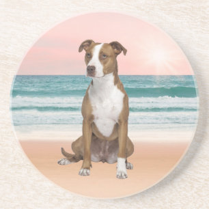 Cute Pitbull Dog Sitting on Beach with sunset Coaster
