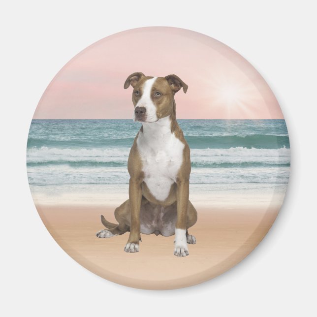 Cute Pitbull Dog Sitting on Beach with sunset Magnet (Front)