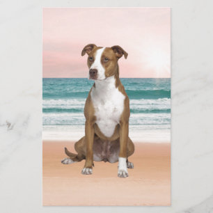 Cute Pitbull Dog Sitting on Beach with sunset Stationery