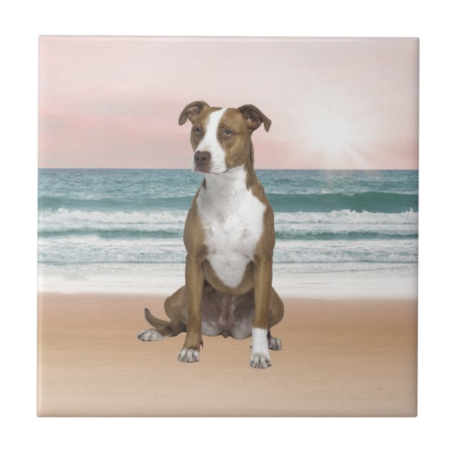 Cute Pitbull Dog Sitting on Beach with sunset Tile (Front)
