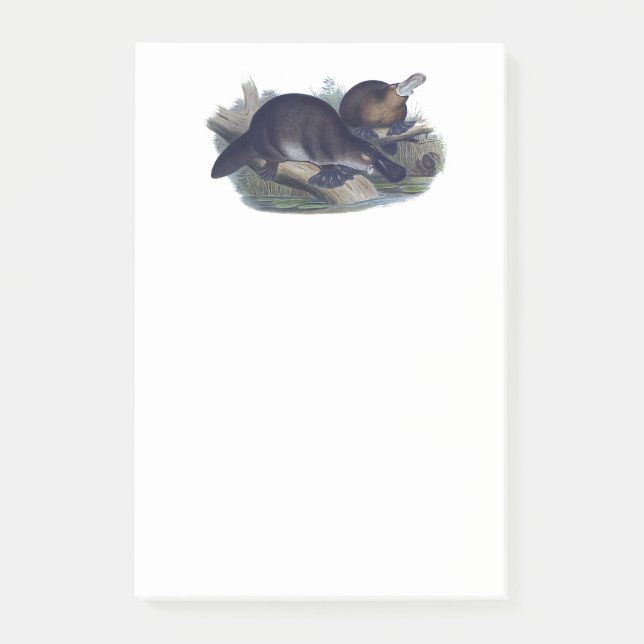 Cute Platypus on a Log Animal Illustration Post-it Notes (Front)