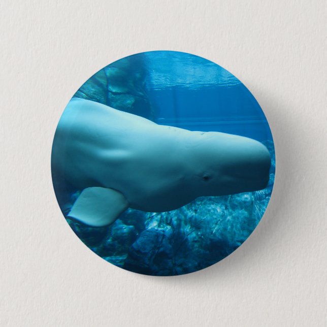 Cute Playful Beluga Whale In Aquarium At Georgia 6 Cm Round Badge (Front)