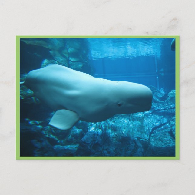 Cute Playful Beluga Whale In Aquarium At Georgia Postcard (Front)