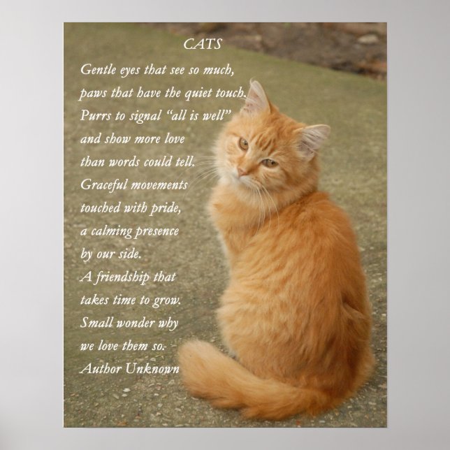 Cute Poem Orange Kitten Cat Poster (Front)