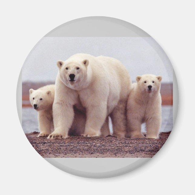 Cute Polar bears Magnet (Front)