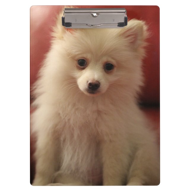 Cute Pomeranian Dog Clipboard (Front)