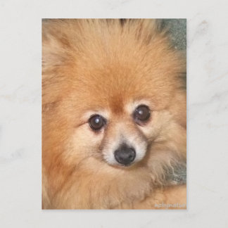 Cute Pomeranian Face Postcard