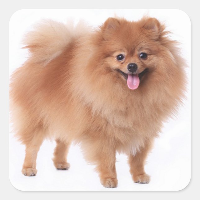 Cute Pomeranian Mum Puppy Dog Lover Pom Pom Square Sticker (Front)