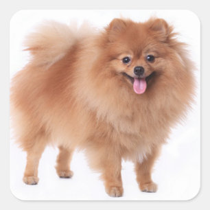 Cute Pomeranian Mum Puppy Dog Lover Pom Pom Square Sticker