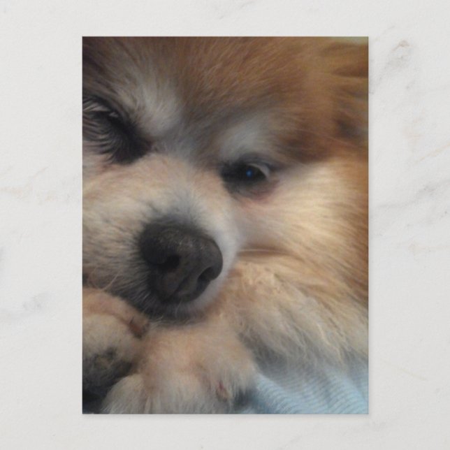 Cute Pomeranian POSTCARD (Front)