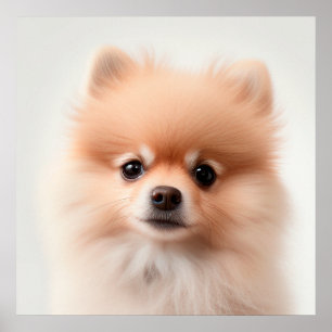 Cute Pomeranian Puppy Dog Portrait Poster (2)