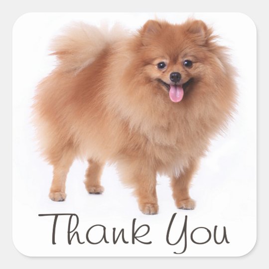 Cute Pomeranian Puppy Dog Thank You Pom Pom Square Sticker Zazzle Co Uk