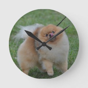 Cute Pomeranian Round Clock