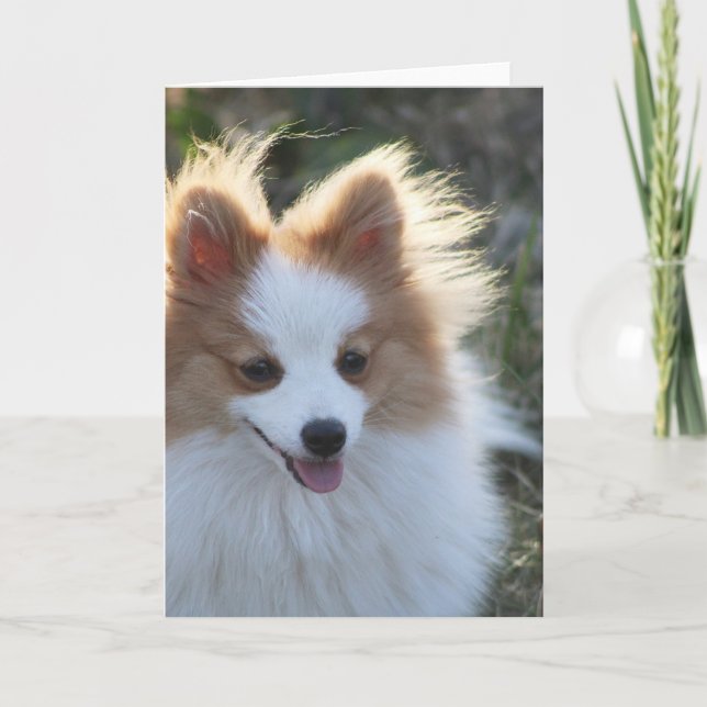 Cute Pomeranian Spitz Dog Portrait Photograph Card (Front)