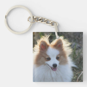 Cute Pomeranian Spitz Dog Portrait Photograph Key Ring