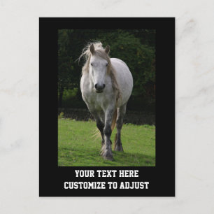 Cute pony photograph postcard
