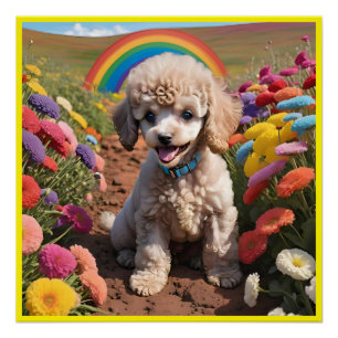 Cute Poodle Colourful flower and rainbow Poster