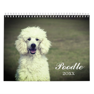 Cute Poodle Dog  Calendar