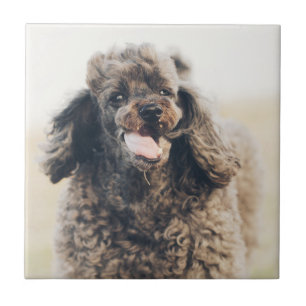 Cute Poodle Dog Face Smile Smiling Tile