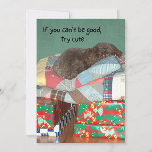Cute Poodle Lying on Christmas Presents Holiday Card