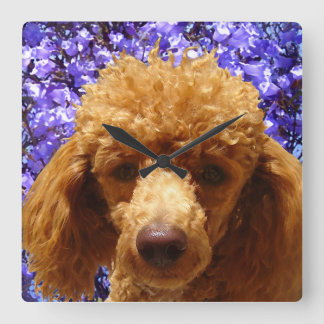 Cute Poodle Square Wall Clock