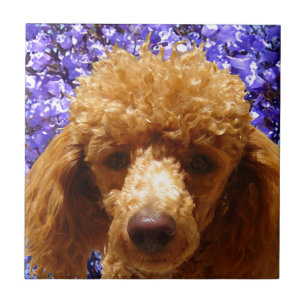Cute Poodle Tile