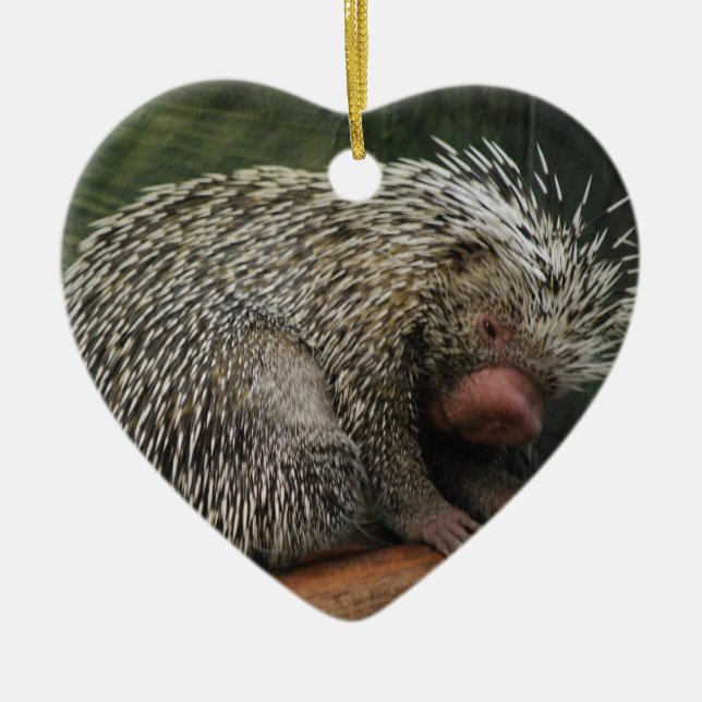 Cute Porcupine Ornament (Front)