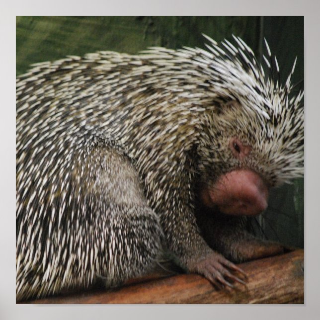 Cute Porcupine Poster (Front)