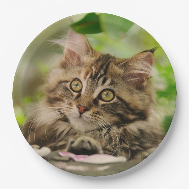 Cute Portrait Maine Coon Cat Kitten, Happy Party Paper Plate (Front)
