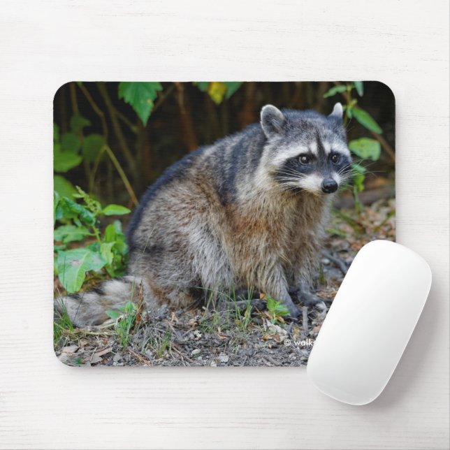 Cute Posing North American Raccoon Mouse Mat (With Mouse)