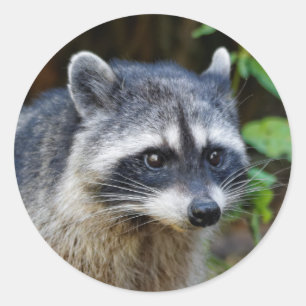 Cute Posing North American Racoon Classic Round Sticker