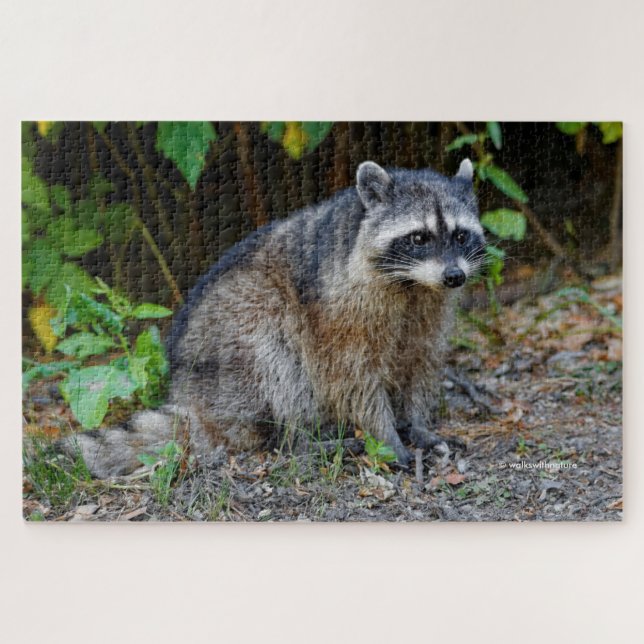Cute Posing North American Racoon Jigsaw Puzzle (Horizontal)