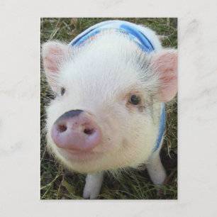 Cute Pot Belly Pig Postcard