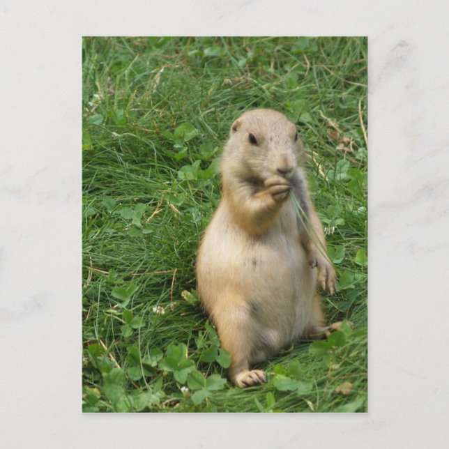 Cute Prairie Dog Standing and Eating Postcard (Front)