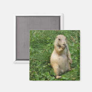 Cute Prairie Dog Standing in Grass Eating Magnet