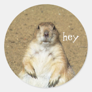 Cute Prairie Dog Stickers