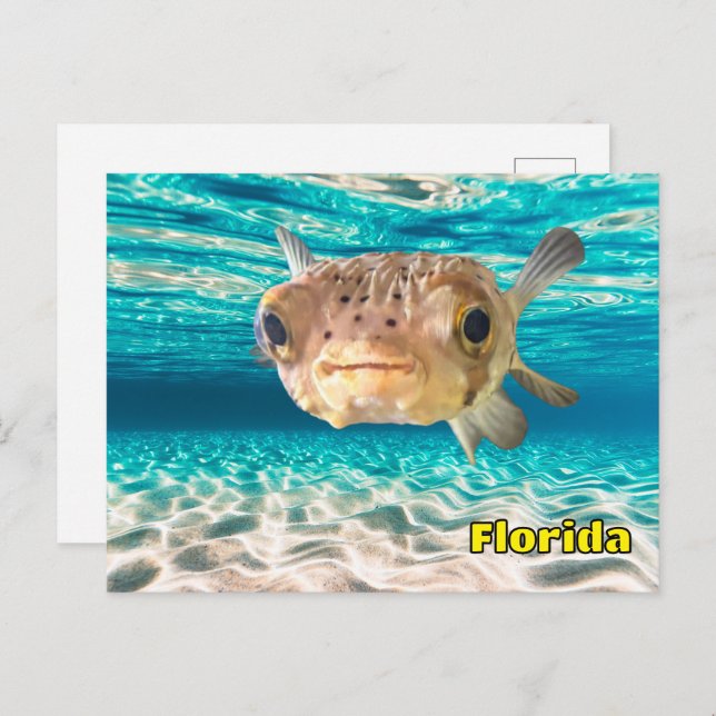Cute Puffer Fish in the Ocean Peaceful Underwater  Postcard (Front/Back)