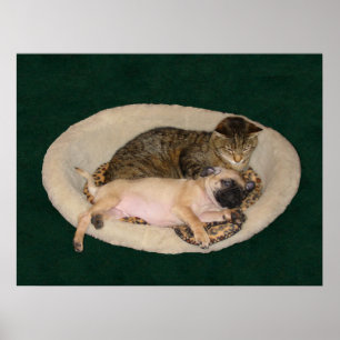 Cute Pug & Cat Poster