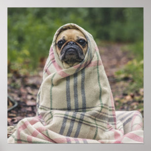 Cute Pug Close-Up poster