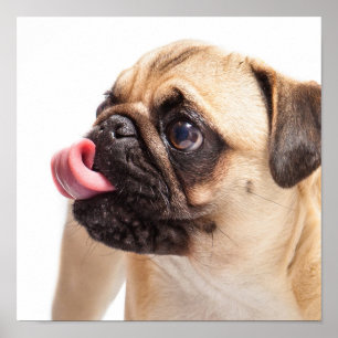 Cute Pug Close-Up small poster