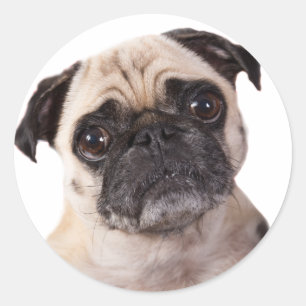 cute pug dog classic round sticker