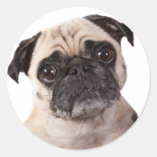 cute pug dog classic round sticker