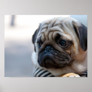 Cute Pug Face Closeup Poster