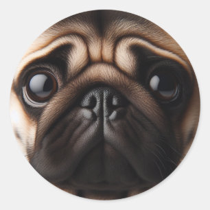Cute Pug Face Pug Dogs Classic Round Sticker
