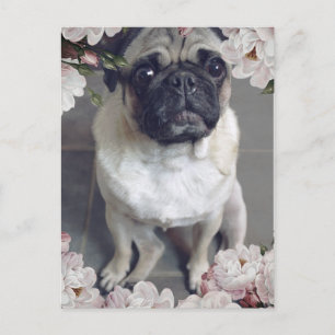 Cute Pug Postcard